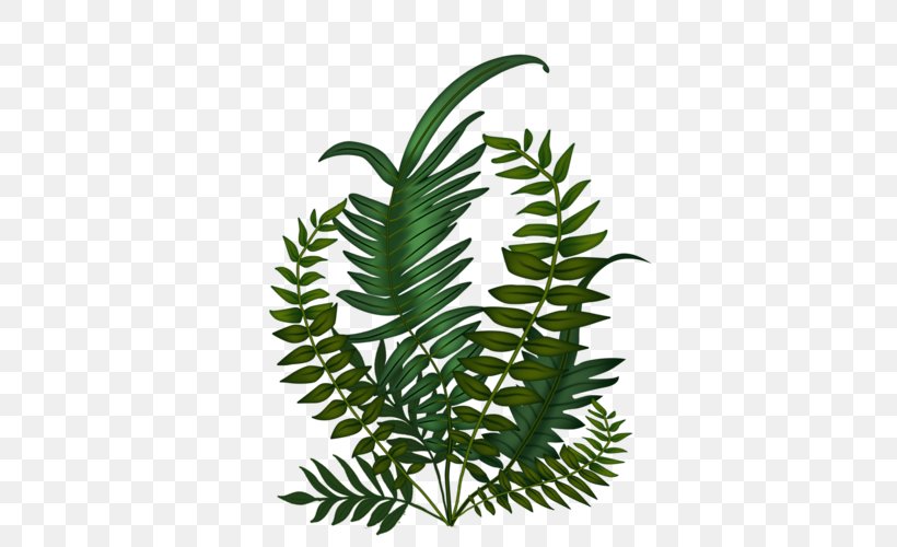 Fern Plant Stem Leaf Tree, PNG, 500x500px, Fern, Ferns And Horsetails, Leaf, Organism, Plant Download Free