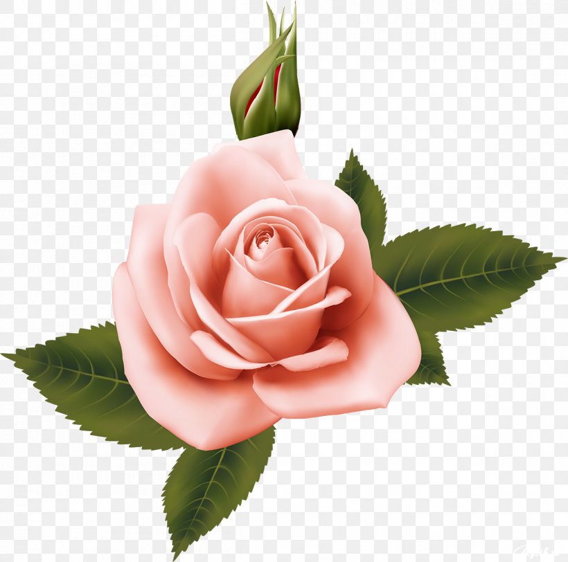 Garden Roses Flower Mobile Phones Centifolia Roses Desktop Wallpaper, PNG, 1200x1189px, Garden Roses, Centifolia Roses, Cut Flowers, Floribunda, Flower Download Free