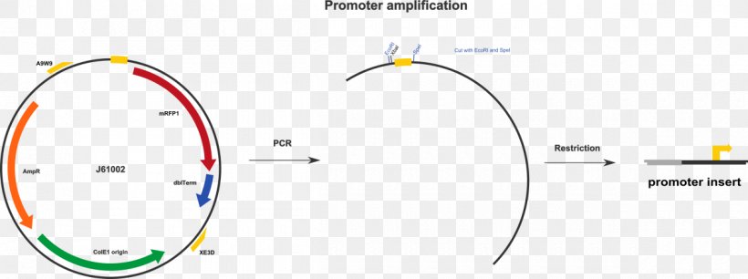 International Genetically Engineered Machine Promoter Primer Operator T7 Phage, PNG, 1200x449px, Promoter, Amplifikacija, Area, Brand, Diagram Download Free