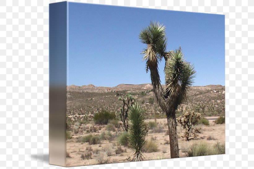 Desert Shrubland Arecaceae Ecoregion Vegetation, PNG, 650x547px, Watercolor, Cartoon, Flower, Frame, Heart Download Free