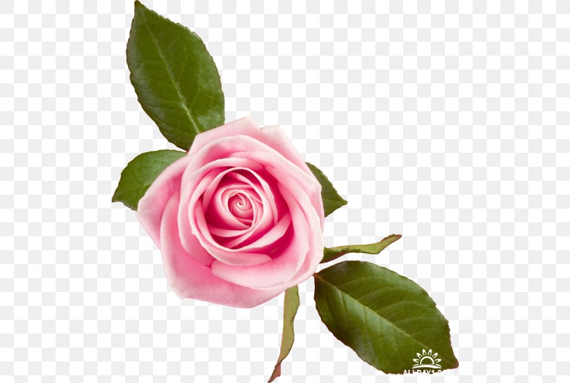 Desktop Wallpaper Rose Pink Flowers, PNG, 500x551px, Rose, Blue, Bud, Computer, Cut Flowers Download Free