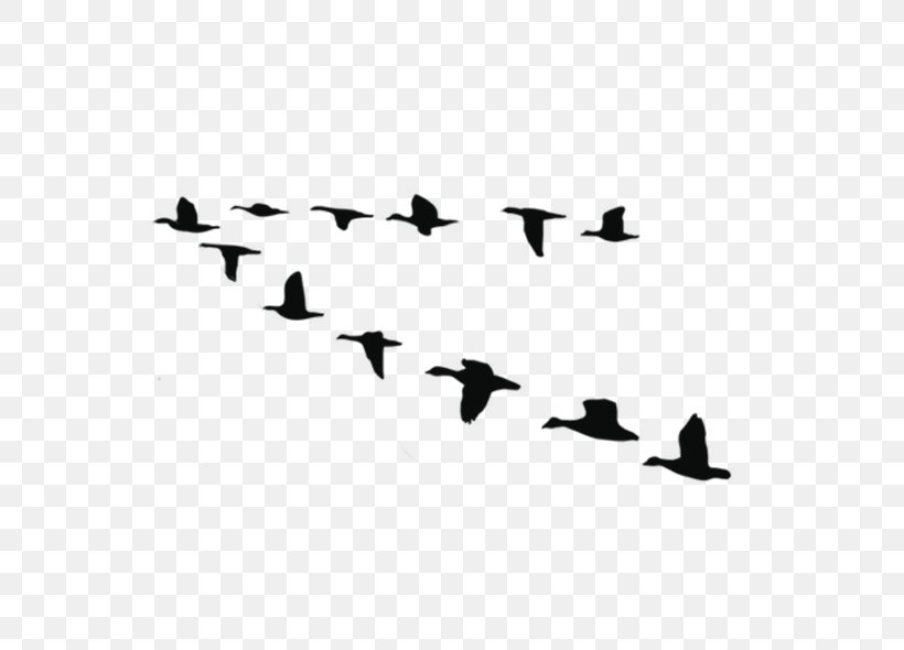 Goose Bird Duck Vector Graphics Image, PNG, 600x590px, Goose, Animal, Animal Migration, Beak, Bird Download Free