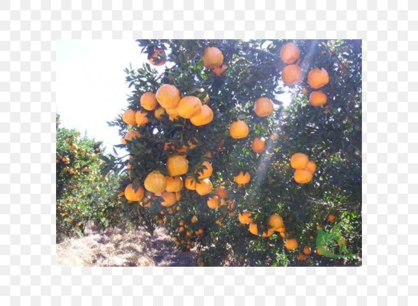 Citrus, PNG, 600x600px, Citrus, Orange, Tree Download Free