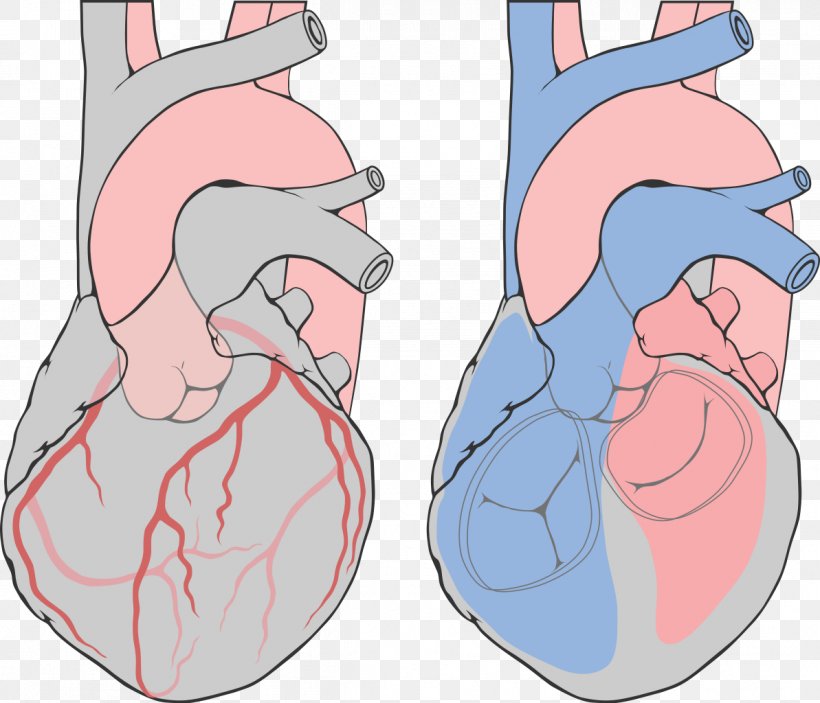 Coronary Arteries Left Coronary Artery Heart Coronary Catheterization, PNG, 1193x1024px, Watercolor, Cartoon, Flower, Frame, Heart Download Free