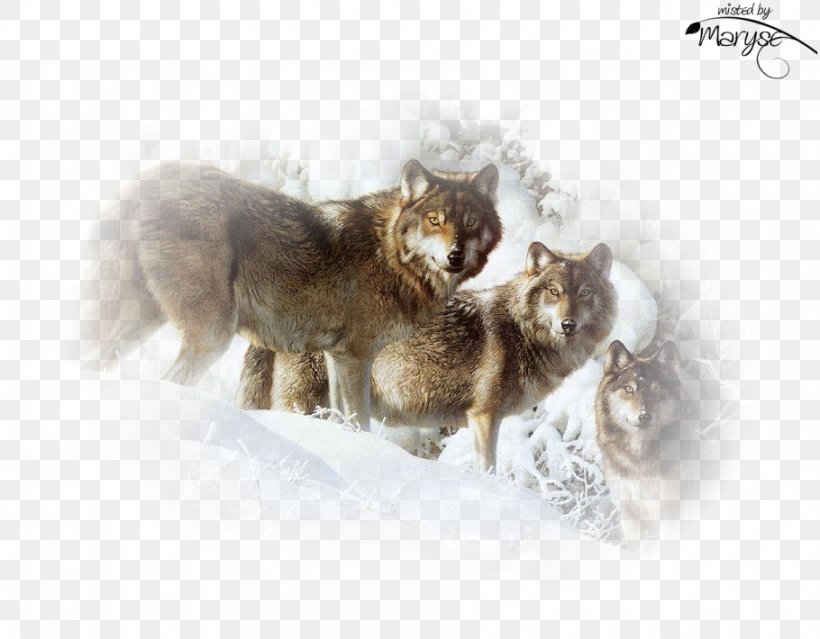 Gray Wolf Cat Painting Art Photography, PNG, 910x710px, Gray Wolf, Art, Art Museum, Artist, Canvas Download Free
