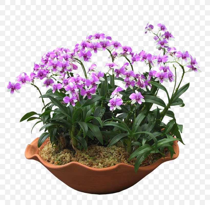 Grow Light Light-emitting Diode Flowerpot Houseplant, PNG, 800x800px, Light, Annual Plant, Bonsai, Flower, Flowering Plant Download Free
