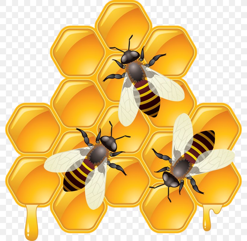 Honey Bee Shutterstock Compound Clip Art, PNG, 786x800px, Bee, Arthropod, Beehive, Compound, Flower Download Free