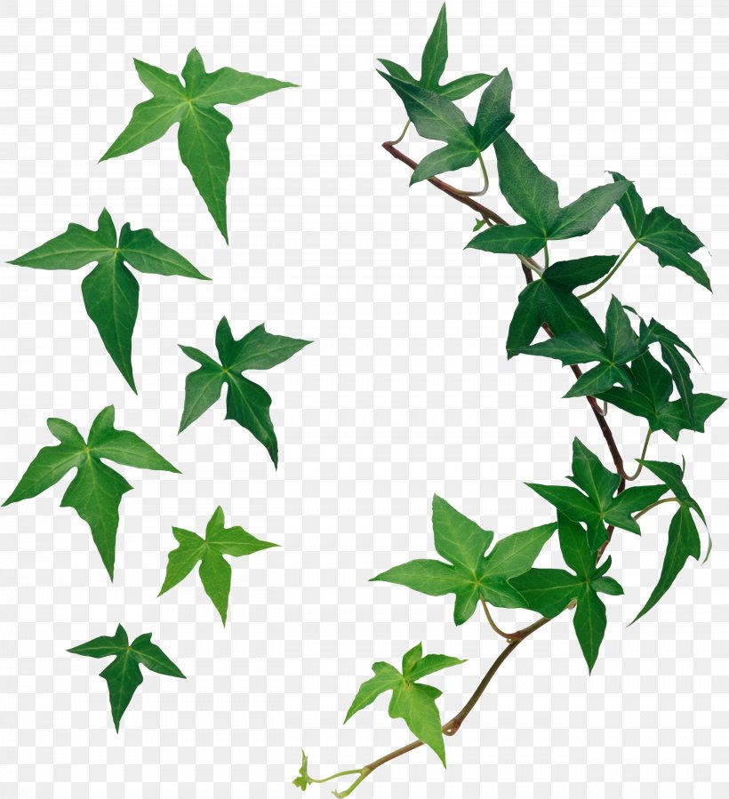Leaf, PNG, 2624x2877px, Leaf, Branch, Flower, Ivy, Ivy Family Download Free