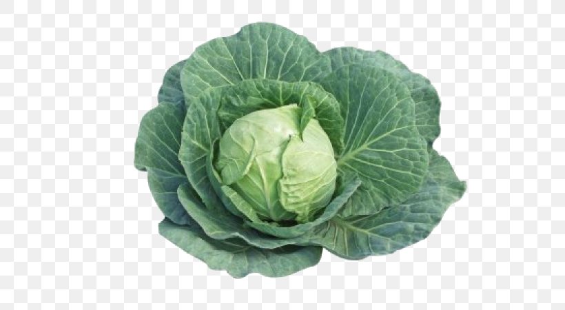 Capitata Group Savoy Cabbage Broccoli Kohlrabi Vegetable, PNG, 600x450px, Capitata Group, Brassica, Brassica Oleracea, Broccoli, Brussels Sprout Download Free