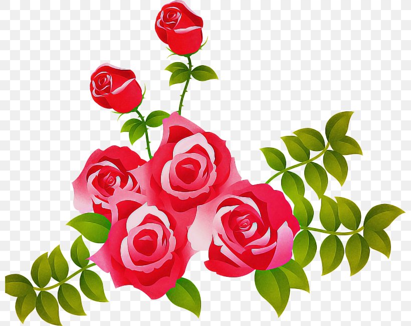Garden Roses, PNG, 800x650px, Flower, Cut Flowers, Flowering Plant ...