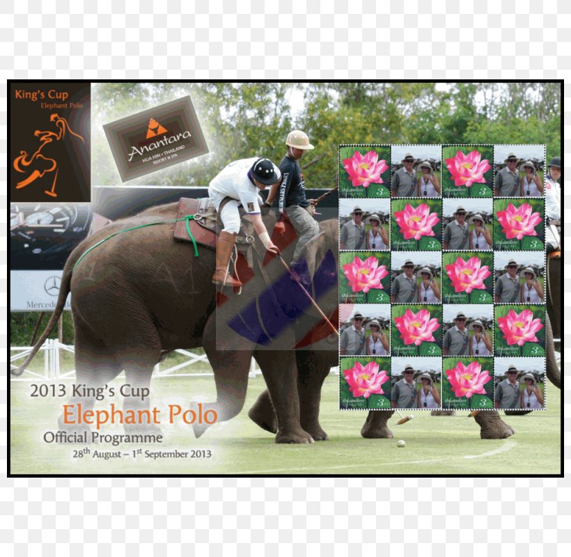 Indian Elephant African Elephant Horse Pack Animal, PNG, 800x800px, Indian Elephant, African Elephant, Elephant, Elephantidae, Elephants And Mammoths Download Free