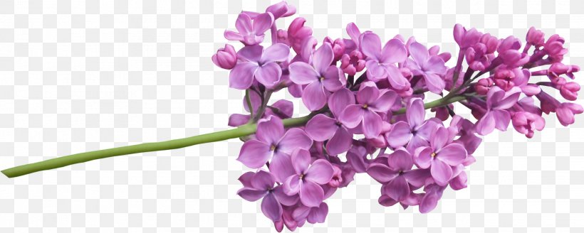 Lilac Plant Tree Flower, PNG, 2238x897px, Lilac, Cut Flowers, Flower, Flowering Plant, Hyacinth Download Free