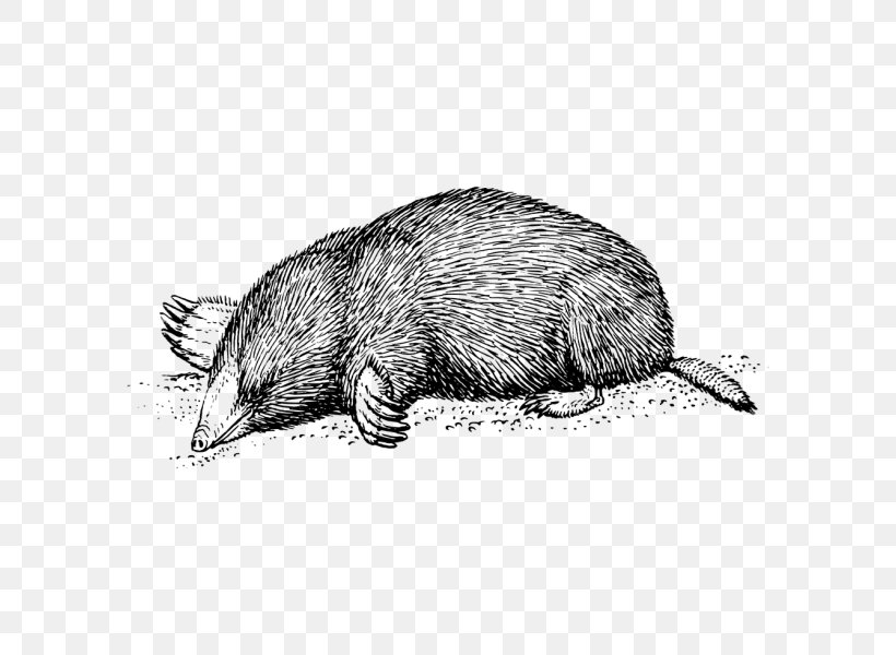 Moles T-shirt European Mole Clip Art, PNG, 600x600px, Moles, Beaver, Black And White, Carnivoran, Clothing Download Free