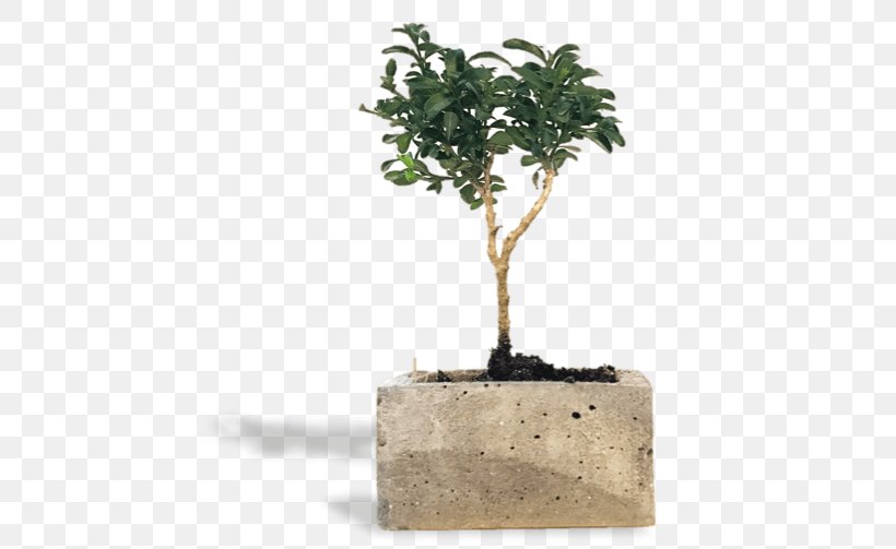 Sageretia Theezans Bonsai Houseplant Flowerpot Tree, PNG, 623x503px, Sageretia Theezans, Bonsai, Flowerpot, Houseplant, Plant Download Free