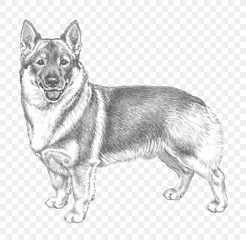 Swedish Shepherd German Shepherd Czechoslovakian Wolfdog Saarloos Wolfdog Norwegian Buhund, PNG, 800x800px, German Shepherd, Australian Shepherd, Black And White, Breed, Carnivoran Download Free