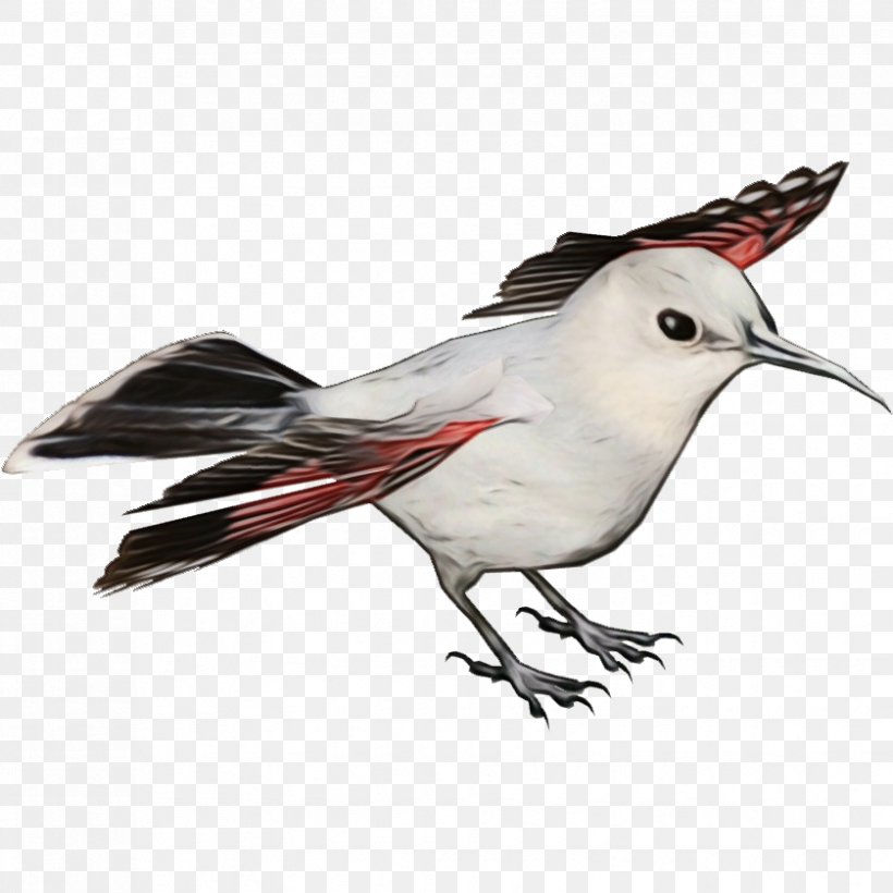 Bird Beak Tern Lari Perching Bird, PNG, 839x839px, Watercolor, Beak, Bird, Lari, Northern Mockingbird Download Free