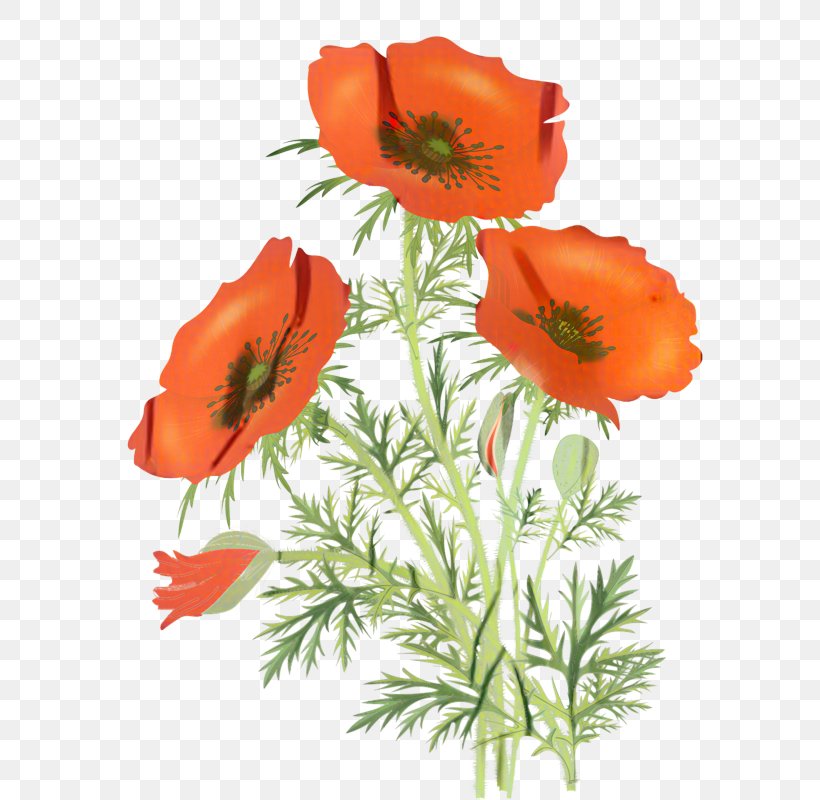 Flowers Background, PNG, 586x800px, Poppy, Annual Plant, California Poppy, Color, Coquelicot Download Free