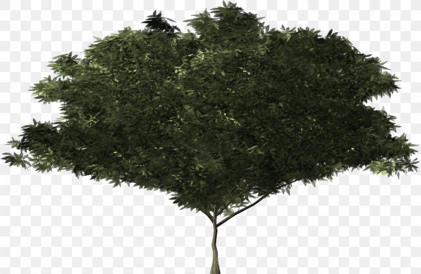 Shrub Tree Botany Evergreen Branch, PNG, 2000x1302px, Shrub, Botany, Branch, Bush, Conifer Cone Download Free
