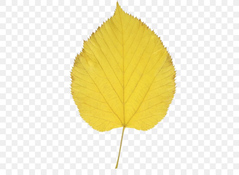 Autumn Leaf Color Aspen Clip Art, PNG, 600x600px, Leaf, Aspen, Autumn, Autumn Leaf Color, Cottonwood Download Free
