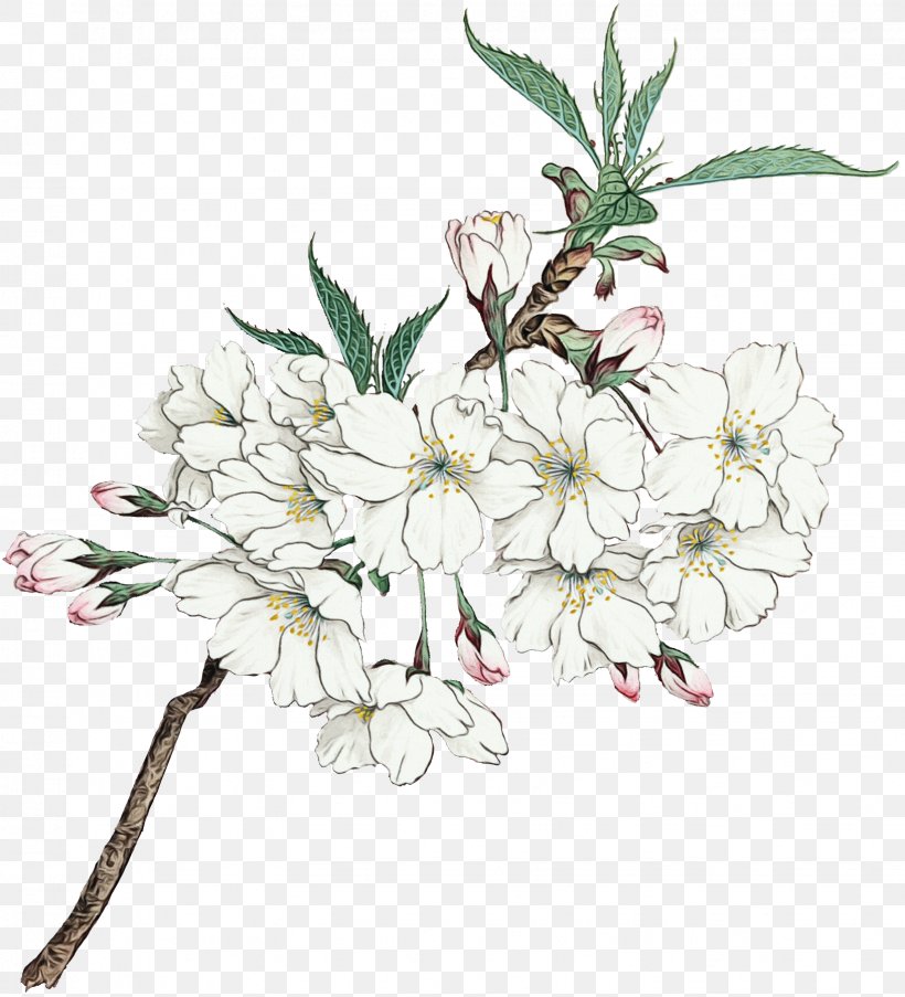 Cherry Blossom Cartoon, PNG, 1634x1800px, Cherry Blossom, Blossom, Branch, Cherries, Cut Flowers Download Free