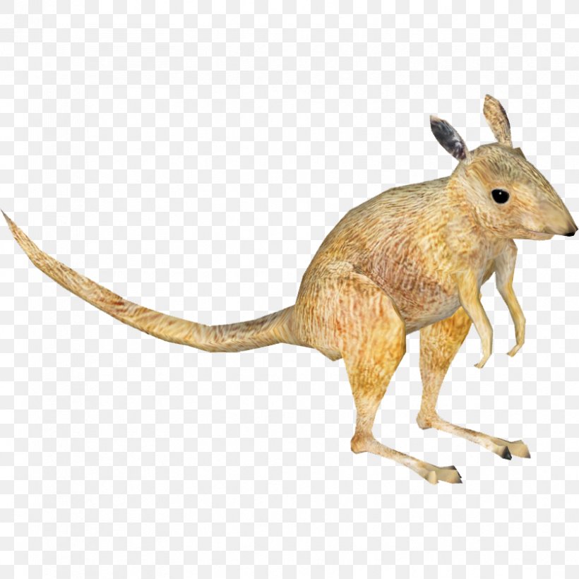 Desert Rat-kangaroo Macropodidae Rodent Mouse, PNG, 837x837px, Rat, Animal, Animal Figure, Desert, Desert Kangaroo Rat Download Free
