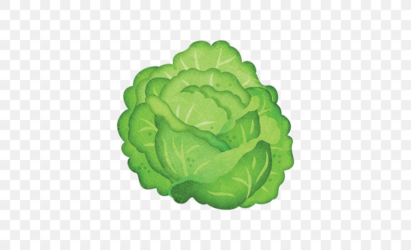 Iceberg Lettuce Leaf Vegetable Cabbage, PNG, 500x500px, Iceberg Lettuce, Basil, Bok Choy, Cabbage, Edible Flower Download Free