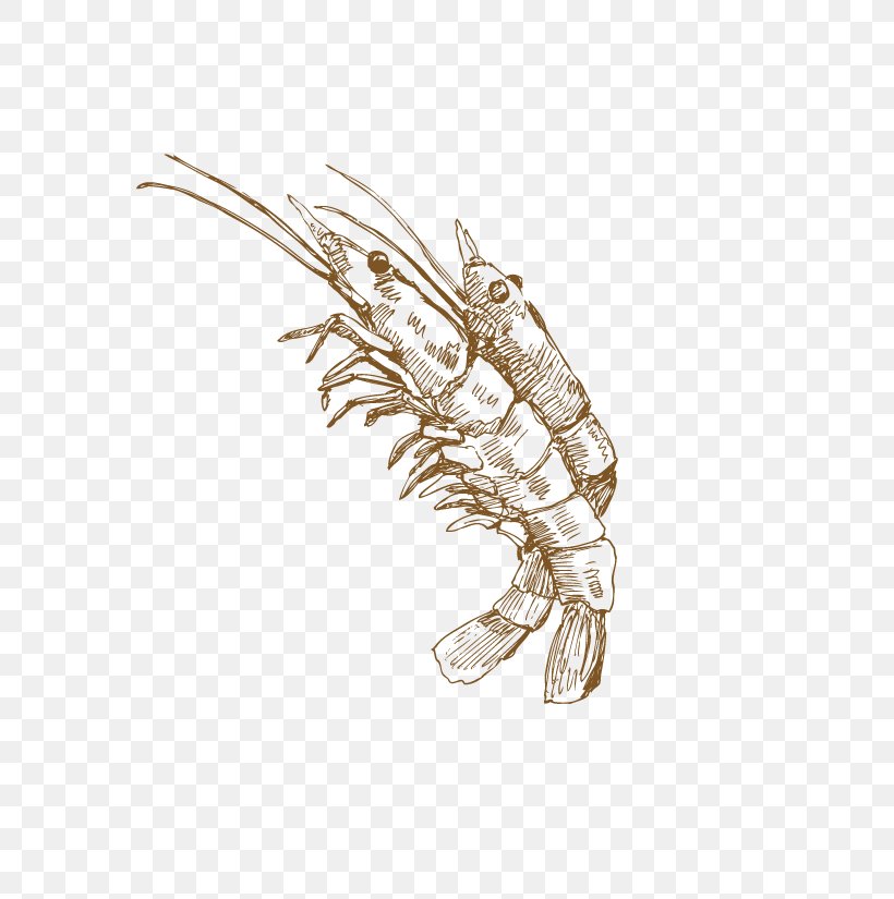Palinurus Elephas Crayfish Homarus Computer File, PNG, 775x825px, Palinurus Elephas, Body Jewelry, Brooch, Crayfish, Drawing Download Free