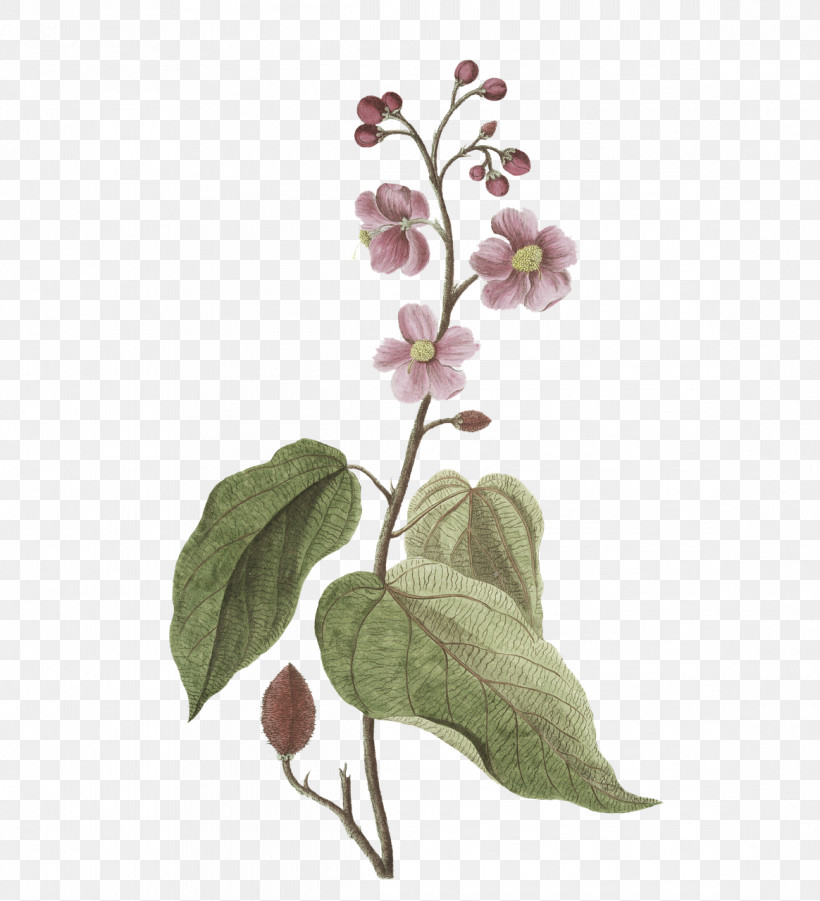 Plant Stem Flower Leaf Twig Lilac, PNG, 1164x1280px, Plant Stem, Biology, Flower, Herb, Leaf Download Free