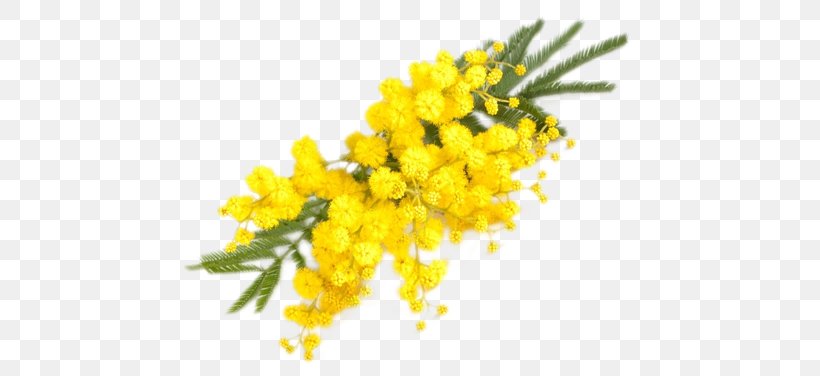 Province Of Chieti Party Polesine Camerini Culti Stile Room Diffuser, PNG, 760x376px, Province Of Chieti, Birthday, Branch, Dish, Flower Download Free