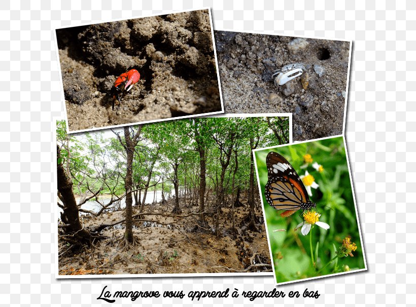 Butterfly Ishigaki, Okinawa Island Ecosystem, PNG, 650x606px, Butterfly, Archipelago, Arthropod, Butterflies And Moths, Ecosystem Download Free