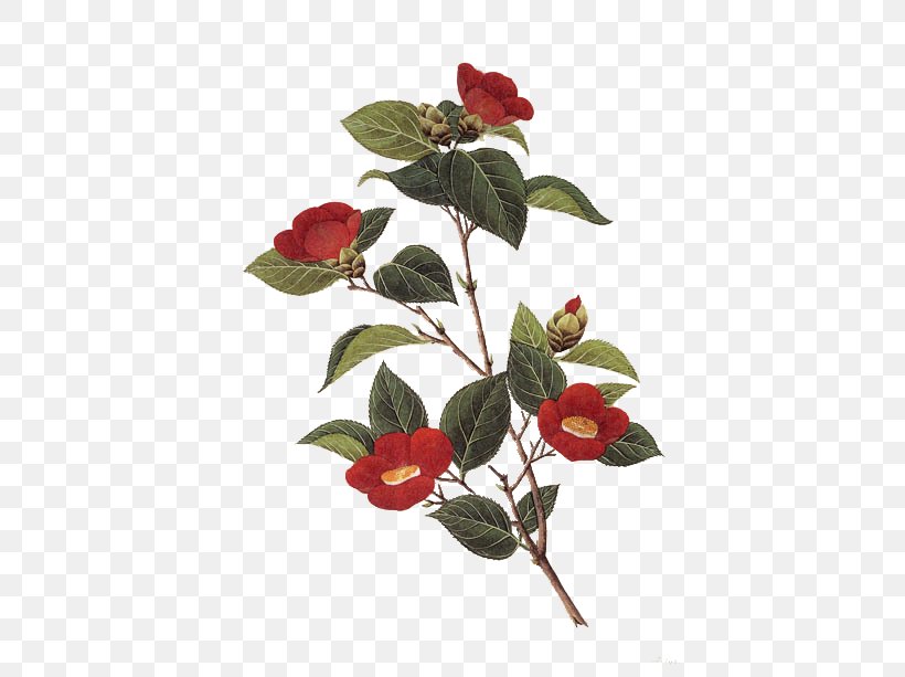 Japanese Camellia Giclxe9e, PNG, 500x613px, Japanese Camellia, Artificial Flower, Branch, Camellia, Designer Download Free