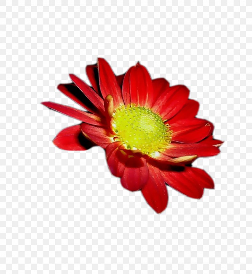 Transvaal Daisy Cut Flowers Chrysanthemum Corel Photo-Paint, PNG, 1100x1200px, Transvaal Daisy, Art, Chrysanthemum, Chrysanths, Closeup Download Free