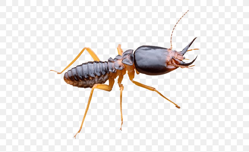 Ant Rat Pest Control Eastern Subterranean Termite, PNG, 500x502px, Ant, Arthropod, Beetle, Cockroach, Eastern Subterranean Termite Download Free