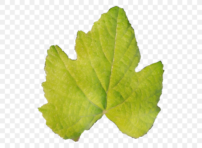 Leaf Plant Pathology Grape Leaves Leaf Vegetable Pathology, PNG, 600x600px, Watercolor, Biology, Grape Leaves, Grapevines, Herb Download Free