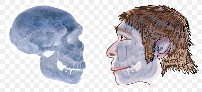 Neandertal La Ferrassie 1 Homo Sapiens, PNG, 800x375px, Watercolor, Cartoon, Flower, Frame, Heart Download Free