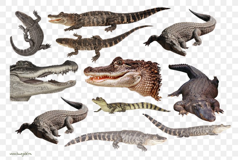 Nile Crocodile Alligators Velociraptor Tyrannosaurus, PNG, 1024x690px, Nile Crocodile, Alligator, Alligators, Animal, Animal Figure Download Free