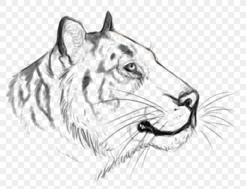 Whiskers Tiger Cat Roar Sketch, PNG, 1280x984px, Whiskers, Artwork, Big Cats, Black And White, Carnivoran Download Free