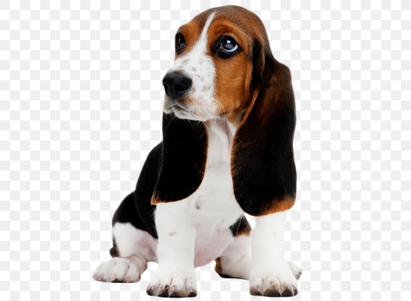 Basset Hound Puppy Clip Art, PNG, 550x600px, Basset Hound, Beagle, Breed, Carnivoran, Companion Dog Download Free