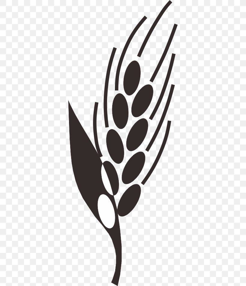 Black And White Paddy Field Rice Clip Art, PNG, 366x950px, Black And White, Barley, Branch, Caryopsis, Flora Download Free