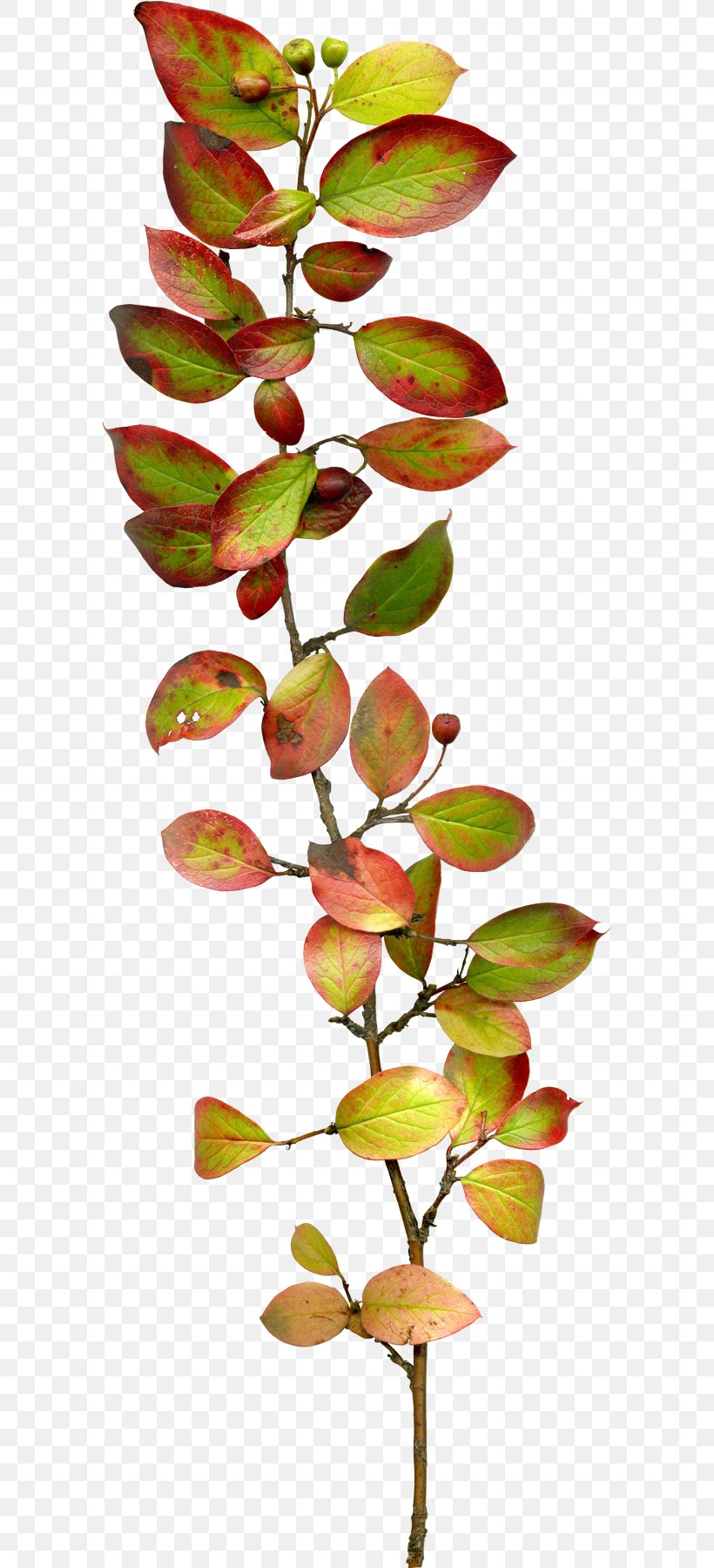 Leaf Clip Art, PNG, 585x1800px, Leaf, Blue, Branch, Dots Per Inch, Flora Download Free