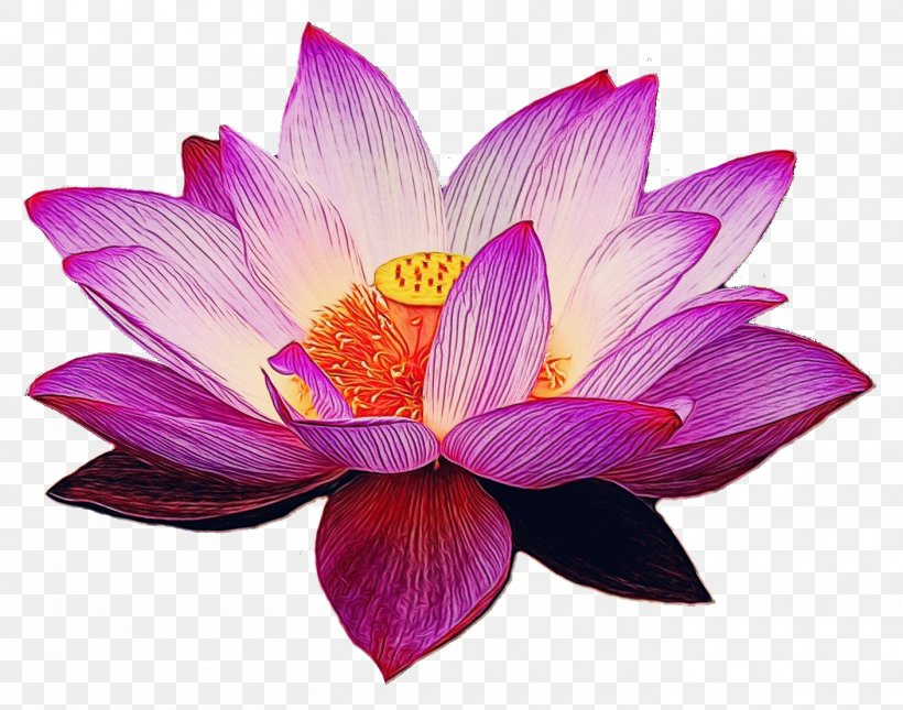 Lotus, PNG, 1409x1109px, Watercolor, Aquatic Plant, Flower, Flowering Plant, Lotus Download Free