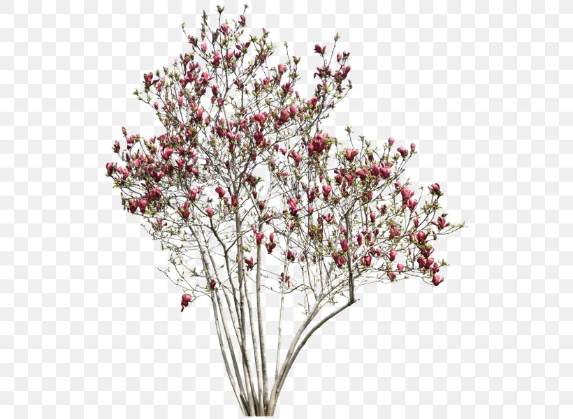 Quiver Tree Red, PNG, 528x600px, Tree, Blossom, Branch, Cherry Blossom, Cut Flowers Download Free