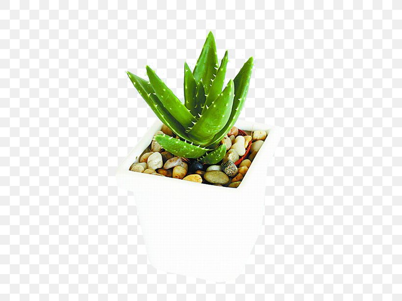 Aloe Vera U690du7269u7684u79d8u5bc6 Houseplant Feng Shui, PNG, 600x615px, Aloe Vera, Aloe, Bamboo, Bedroom, Bonsai Download Free