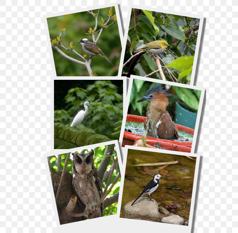 Bird Fauna Ecosystem Wildlife Organism, PNG, 600x800px, Bird, Animal, Beak, Bird Food, Ecosystem Download Free