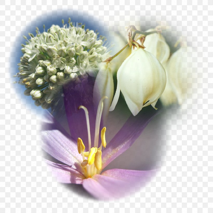 Cut Flowers Floristry Combination Petal, PNG, 833x833px, Cut Flowers, Bach Flower Remedies, Combination, Essence, Floristry Download Free