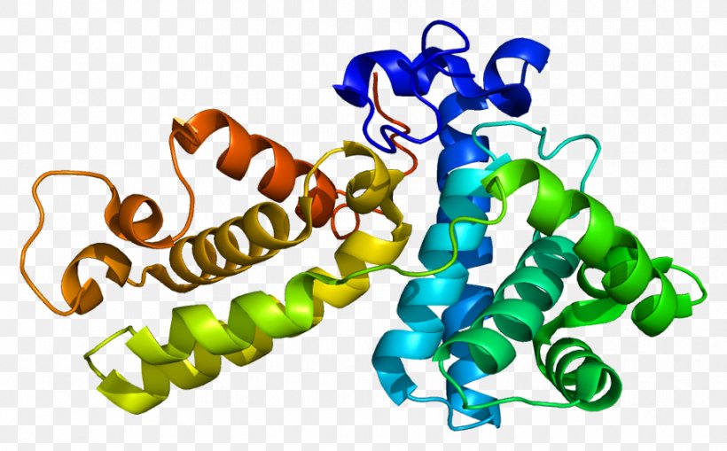 Cyclin K Cyclin-dependent Kinase Holoprotein, PNG, 918x570px, Cyclin, Amino Acid, Animal Figure, Body Jewelry, Cdkactivating Kinase Download Free