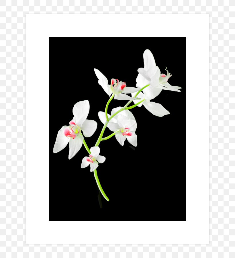 Moth Orchids Cut Flowers Floral Design Branch, PNG, 740x900px, Moth Orchids, Branch, Cut Flowers, Flora, Floral Design Download Free