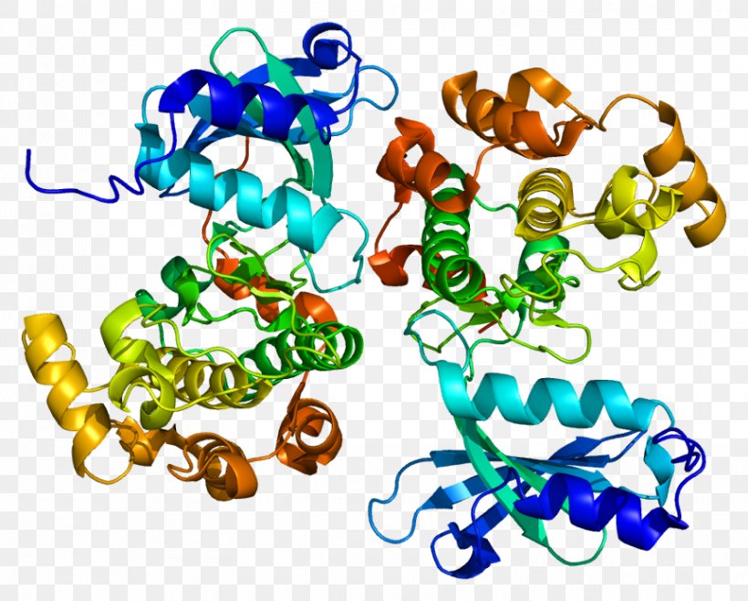 PAK5 PAK6 Protein Kinase PAK4, PNG, 863x693px, Protein Kinase, Artwork, Body Jewelry, Enzyme, Gene Download Free