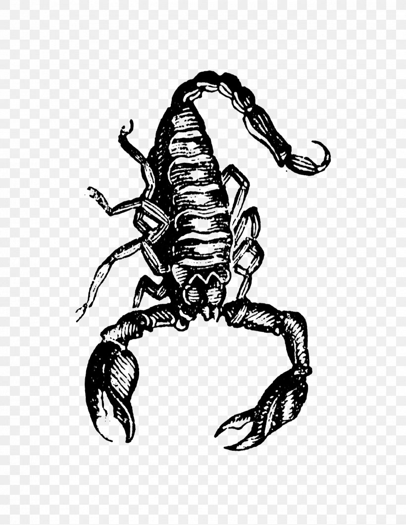 Scorpion Drawing Character /m/02csf, PNG, 2550x3300px, Scorpion, Art, Arthropod, Black And White, Character Download Free