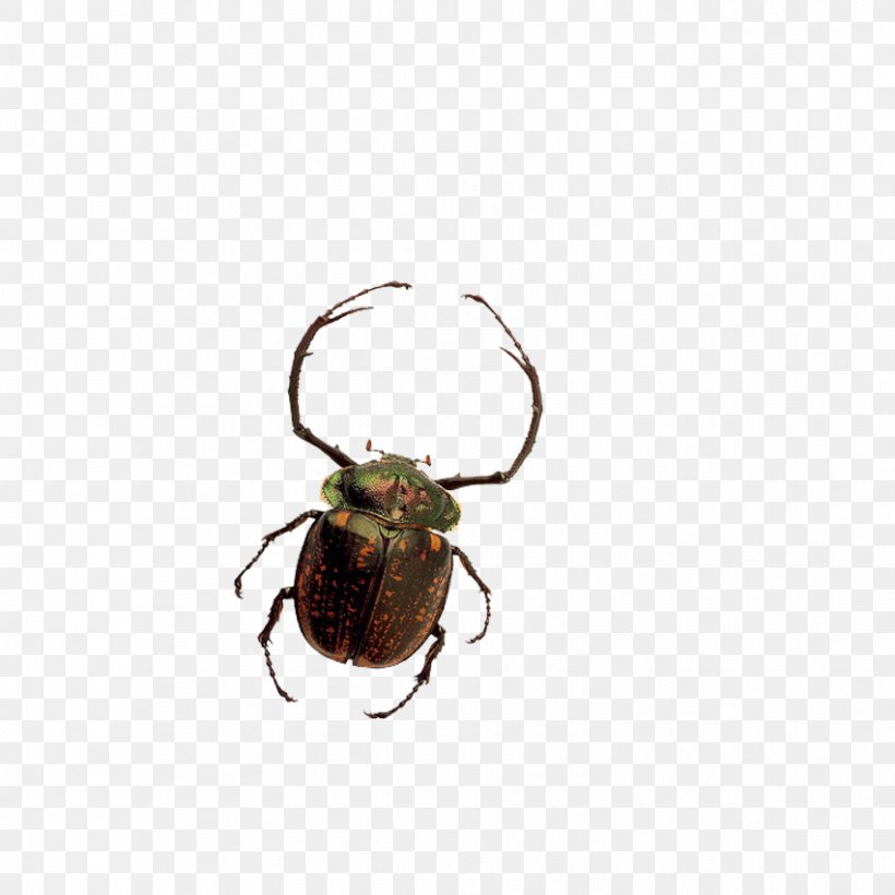 Beetle U81edu866bu79d1 Clip Art, PNG, 851x851px, Beetle, Animation, Arthropod, Bed Bug, Blog Download Free